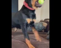 Rottweiler chews tennis ball keeps watch house