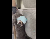 Grey cat tries to shake off blue bonnet on head