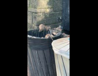 Huge rats crawl on trash cans street