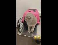 Cat inside of cage looks at picture of cat twins 