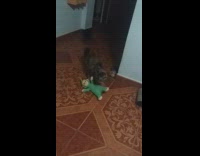 Brown cat brings green teletubbies doll toy