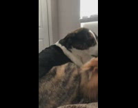 Pomeranian black white dog lick faces