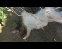 Pet cat stuck on the holes of the hammock 