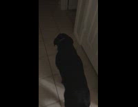 black dog walking around living room