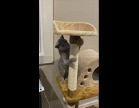 Cat plays with yellow ball on tower