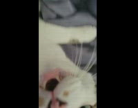 Cat meows after pink panther song by owner