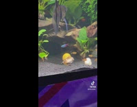 Sea snail in aquarium jumps off of plant and lands on rocks 
