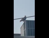 Collab WINY - Hawk stands on top of air conditioner condenser