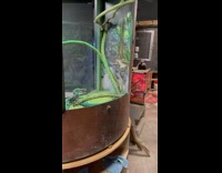 Green snake pushed slowly back into cage by man