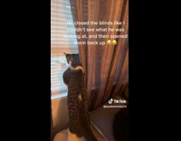 Cat pulls down and looks through window blinds 