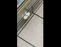 Mushrooms sprout under store refrigerator 