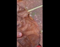 Guy crumples crunchy leaf with satisfying sound