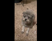 Collab Clips MPUGC - Dog sings for hooman 