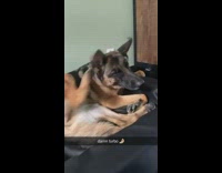 German shepherd dog scratch its ears