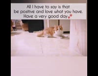 Orange cat notices phone recording pink slippers