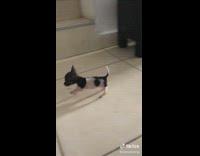 Very small dog run inside the house