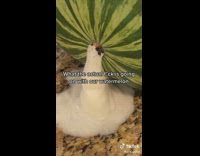 Collab BitchMP - Watermelon oozing white foam liquid