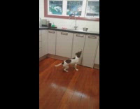 Pet dog jumps and reaches for the food on the counter