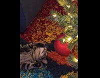 Cat play with red Christmas ball decoration