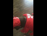 Brown dog walks around house with red lobster costume on 