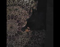 Small black dog growls at golden retriever 