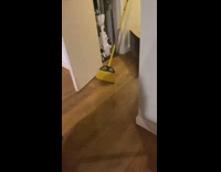 Family tries to catch mouse in house