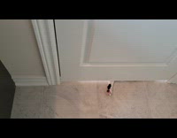 Cat reach paws bathroom door under gap