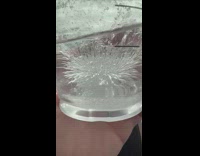 Ice crack inside cup looks like bush