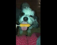 Dog eats and licks popsicle in slow motion