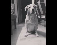 Black white filter dog tilts head 