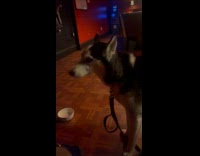 Dog howls while owner plays the guitar