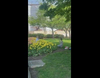 Woman sits surrounded by yellow flowers 