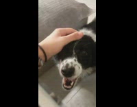 Pet dog barks when cuddles by owner is finished