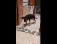 Puppy spin around try to catch tail