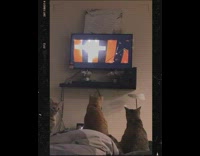 Four cats sit bed watch movie filter