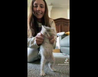 Girl holds white kitten cat dancing 