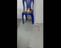 Pet on chair play with feather bait stick