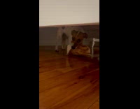 Dog steals bread and hides underneath table
