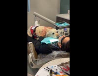 Dog lie on top of dentist patient