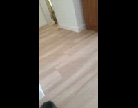 Cat stares while filmer massages pet dog