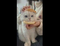 White cat has head in between buns 