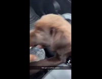 Collab BitchMP - Dog in passenger seat bites and growls wants coffee 