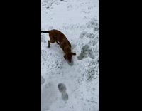 Brown puppy dog plays fresh snow backyard