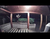 Raccoon climb hang on birdfeeder security camera