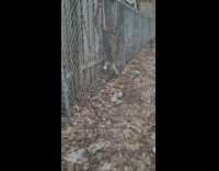 Two trees grown through the fence on the alley