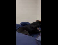 Dog fighting stop when filmed by owner