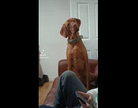 Brown dog asked if he wants to go for walk 
