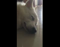 Collab KaleSaladIG - White dog sleeps guy boops nose