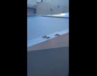 Cybetruck parked on the street with poop