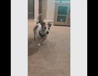 Brown white dog runs away diet girl 